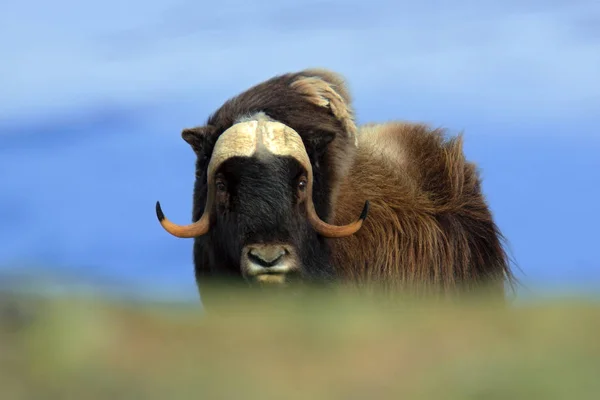 野生の大きなジャコウ牛 — ストック写真