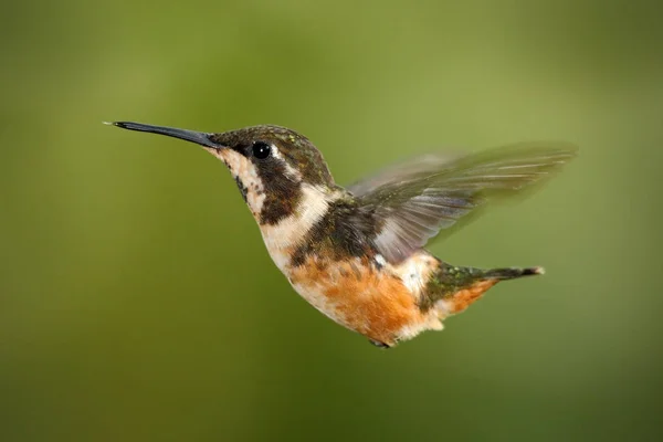 Flying hummingbird in nature