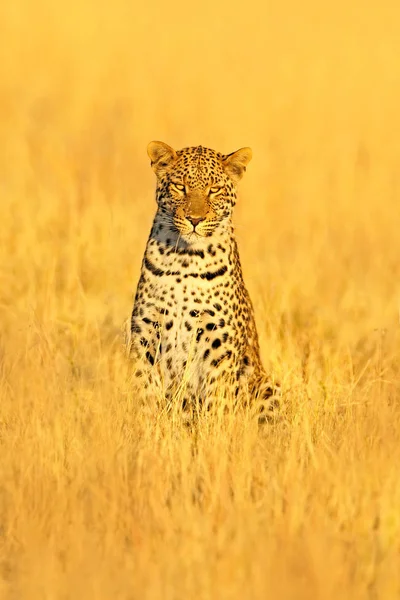 Vilda afrikanska leopard — Stockfoto