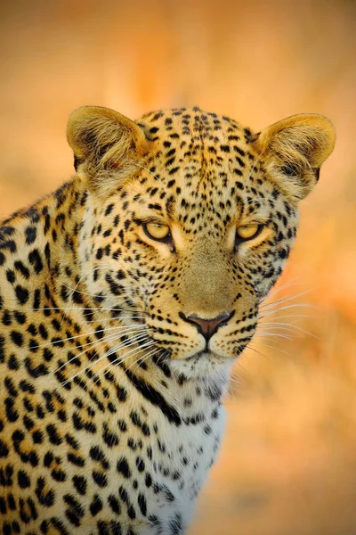 Leopardo africano selvatico — Foto Stock