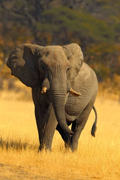 Grande elefano africano — Fotografia de Stock