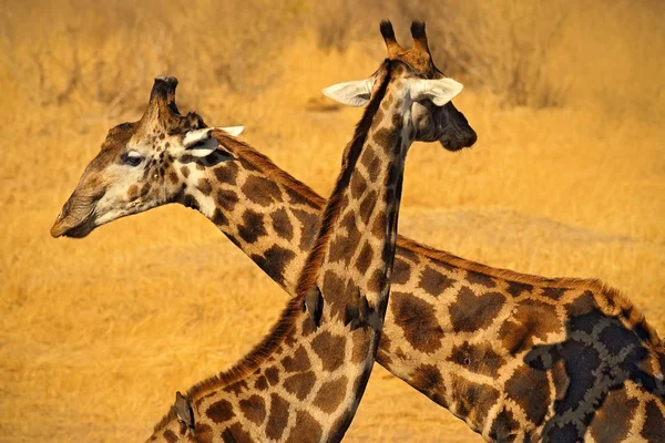 Dva žirafa v přírodě — Stock fotografie