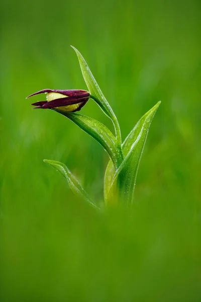 Bloom of Ophrys insectifera — Stock Photo, Image