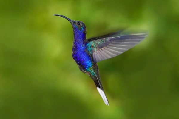 Colibrí volador en la naturaleza — Foto de Stock