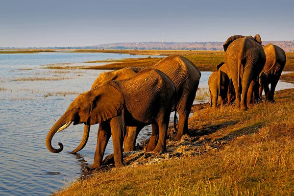 Elephants drinking water