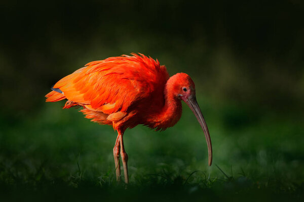 red Ibis bird in nature 