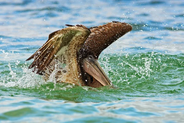 Pelikán hnědý šplouchání ve vodě — Stock fotografie