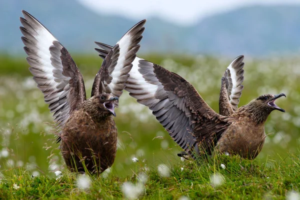 Aves en hierba de algodón — Foto de Stock