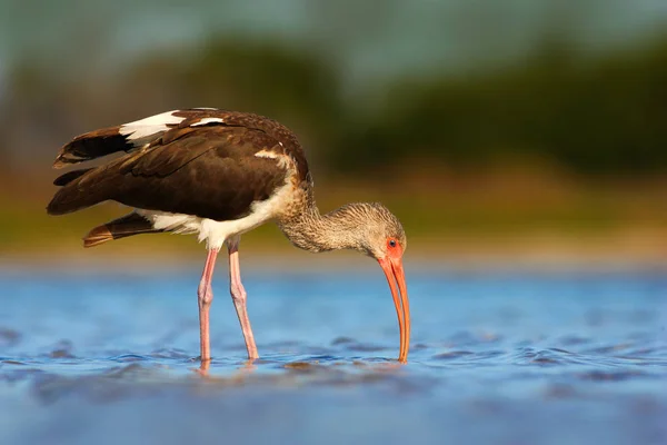 Όμορφο πουλί Ibis στη φύση — Φωτογραφία Αρχείου