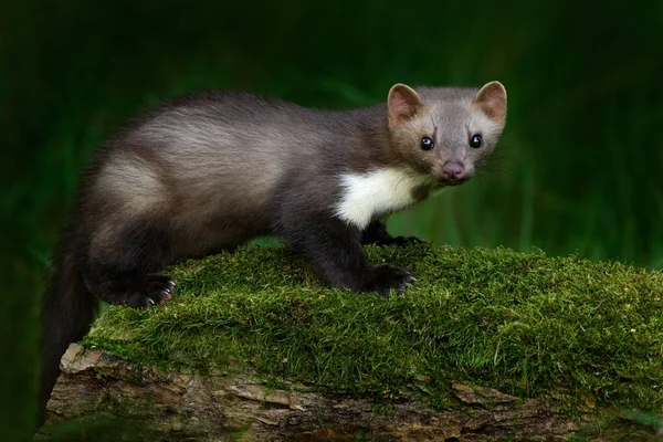 Steinmarder in der Natur — Stockfoto