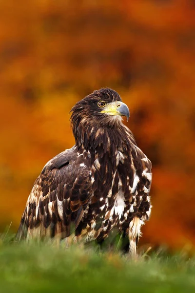 Steppe eagle vogel — Stockfoto