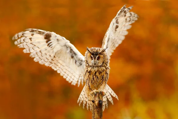 Schöne fliegende Eule — Stockfoto