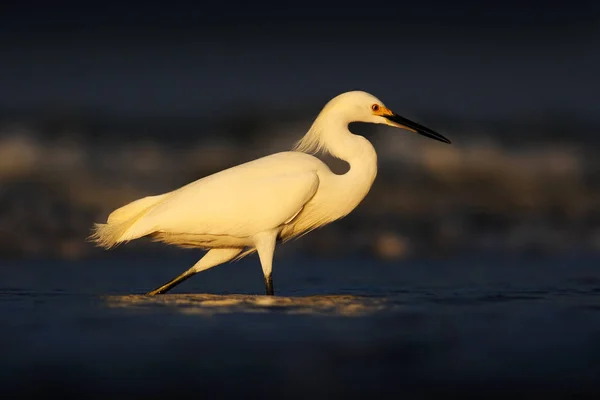 Beautiful white heron — Stock Photo, Image