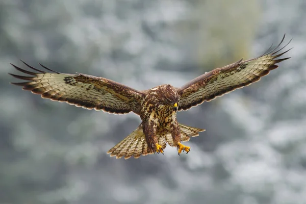 Common Buzzard in forest — Stock Photo, Image