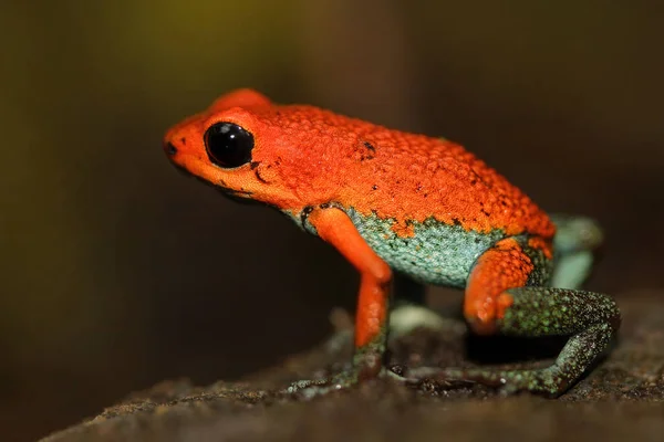 Rana roja tropical exótica — Foto de Stock