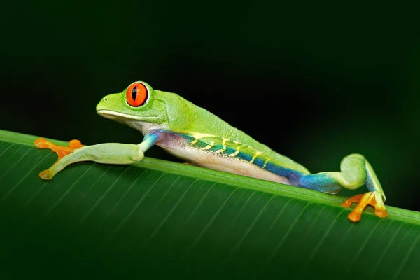 Egzotik tropik yeşil kurbağa — Stok fotoğraf