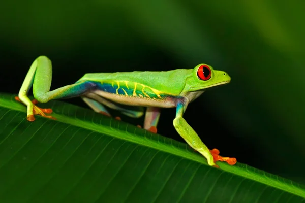 Exotic tropic green frog — Stock Photo, Image