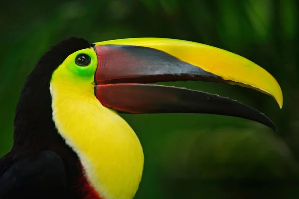 Bill toucan portre — Stok fotoğraf