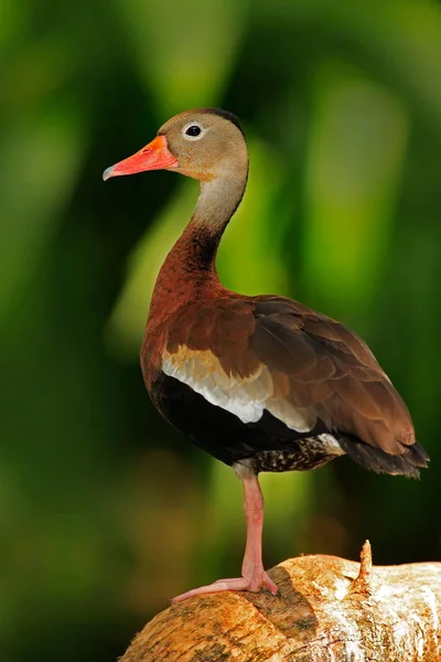 Black-bellied Whistling Duck — Stock Photo, Image