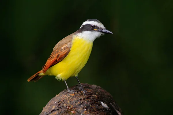 Pitangus sulphuratus Costa Rica — Stock Fotó