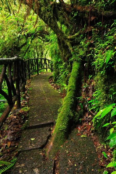 Стежка в зеленому тропічному лісі — стокове фото