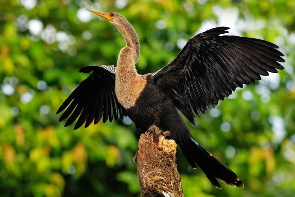 Garza pájaro en bosque verde —  Fotos de Stock