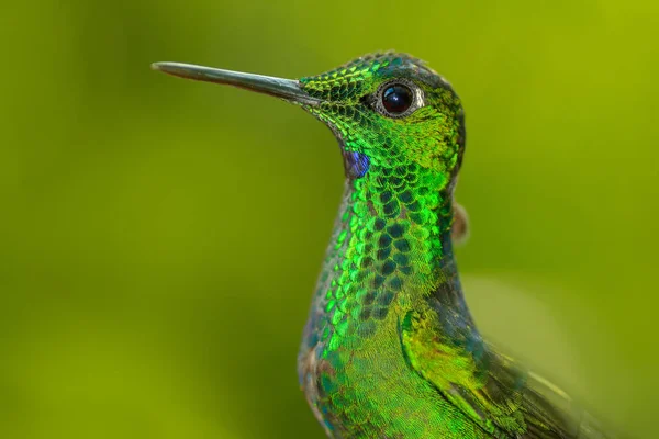 Glossy hummingbird in nature — Stock Photo, Image