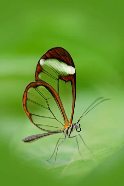 Borboleta bonita na floresta — Fotografia de Stock