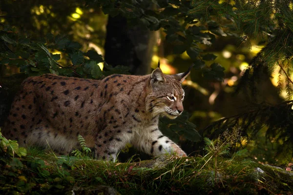 Gato Lynx na floresta — Fotografia de Stock