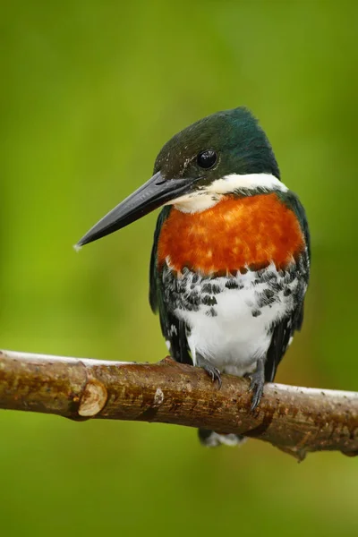 Amazon Kingfisher bird — Stock Photo, Image