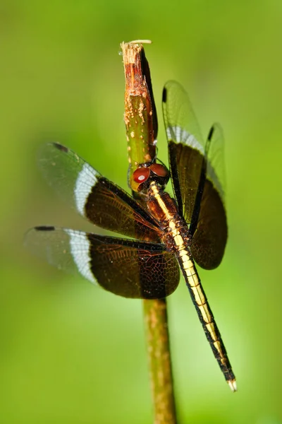 Dragonfly ze Srí Lanky — Stock fotografie