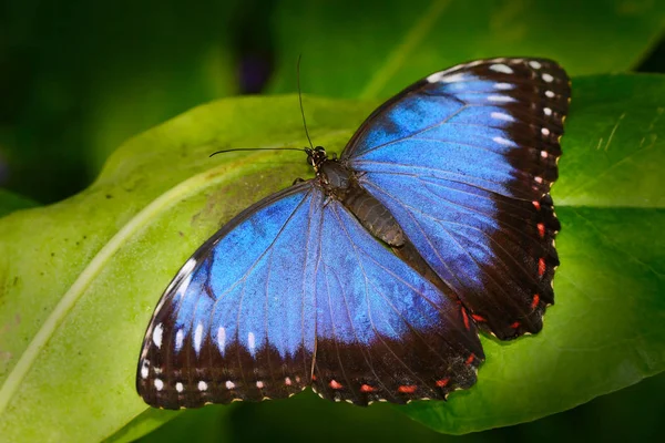 Beautiful butterfly in forest — Stock Photo, Image