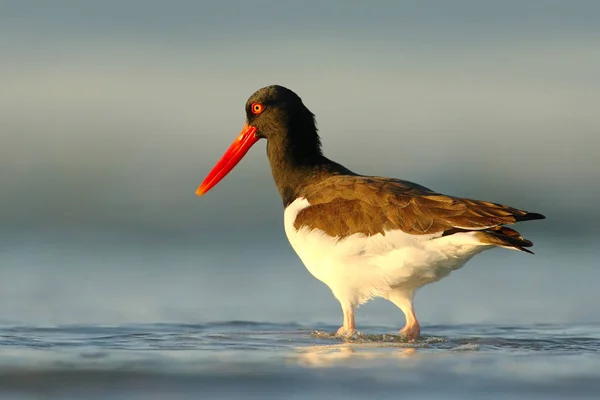 Poyraz kuşugiller kuş deniz kıyılarında — Stok fotoğraf