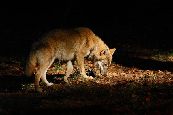 Canis lupus v lese — Stock fotografie