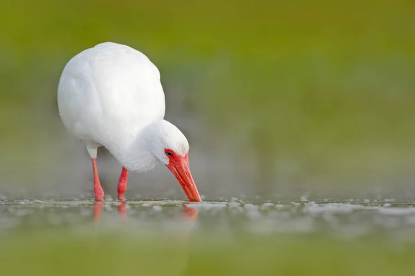 Doğada güzel Ibis — Stok fotoğraf