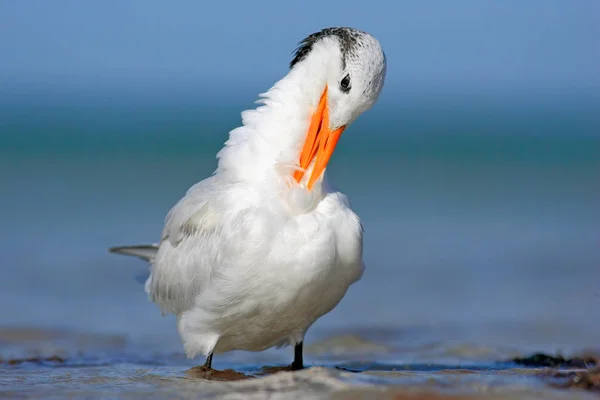 白色的皇家燕鸥 — 图库照片