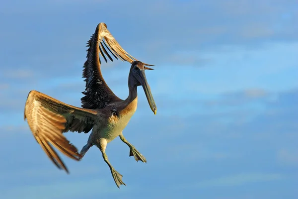 空を飛ぶペリカン — ストック写真