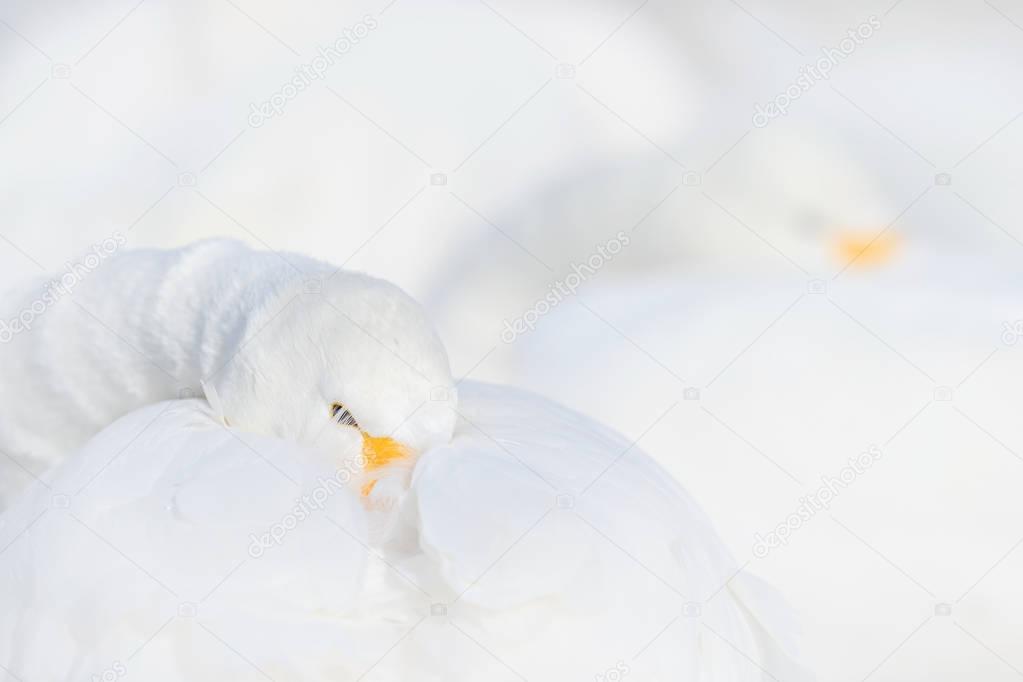 Whooper Swans birds