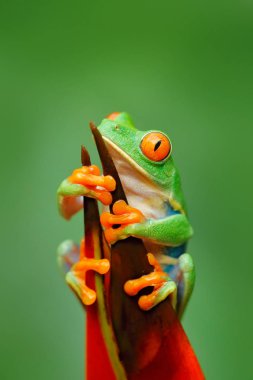 Red-eyed Tree Frog clipart