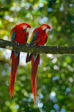 Scarlet Macaws çifti