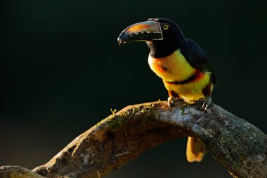 Toucan sitting on branch in forest clipart