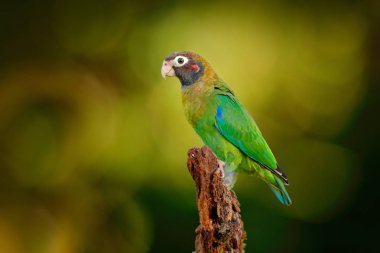 Brown-hooded Parrot on branch clipart