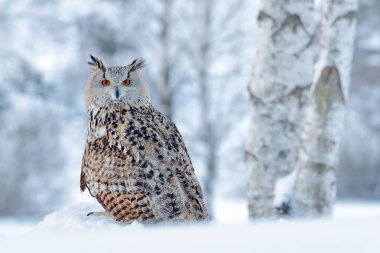Big Eastern Siberian Eagle Owl clipart