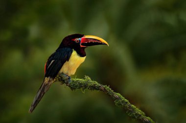 Yeşil Aracari dalı