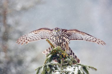Güdük üzerinde açılış Kuzey çakır kuşu