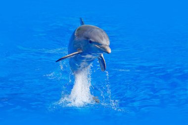 Bottlenosed dolphin in blue water clipart