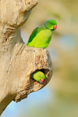 Nesting Rose-ringed Parakeets clipart
