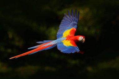 Scarlet Macaw flying clipart