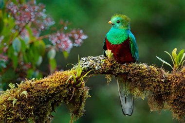 Resplendent Quetzal on mossy branch clipart