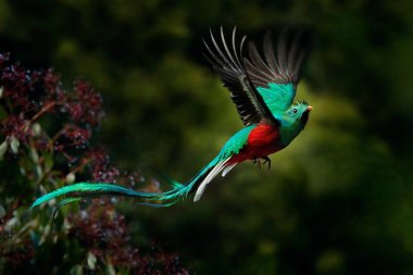 Flying Resplendent Quetzal clipart